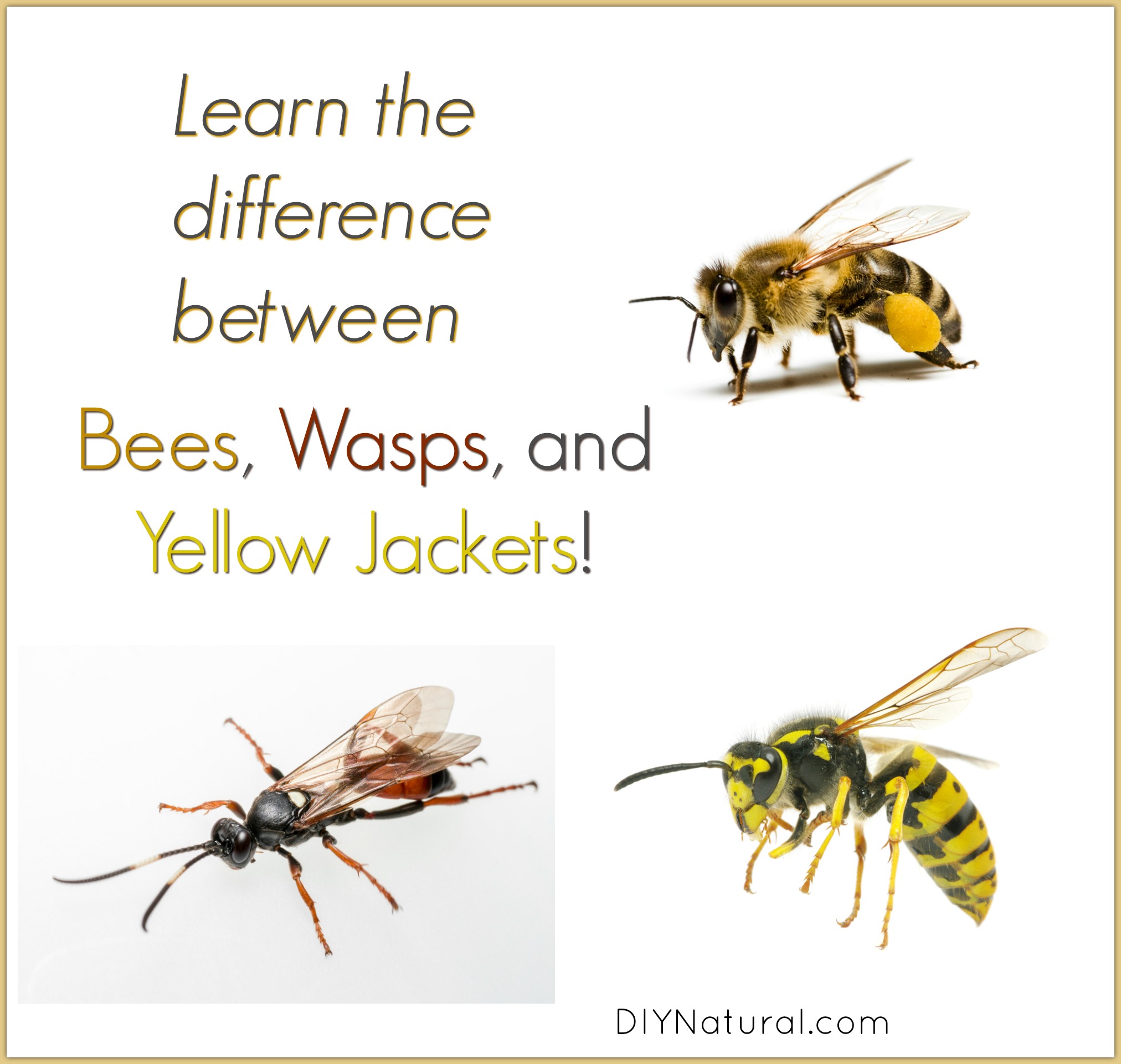 The difference between killer bees and honey bees