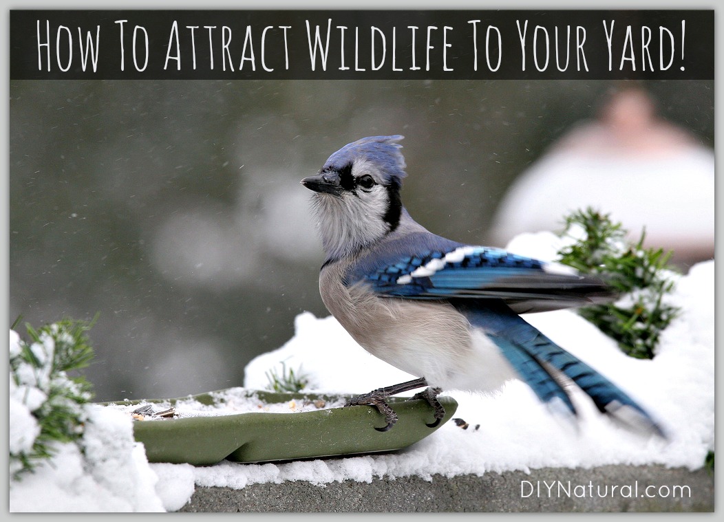 How To Attract Birds and Wildlife To Your Yard