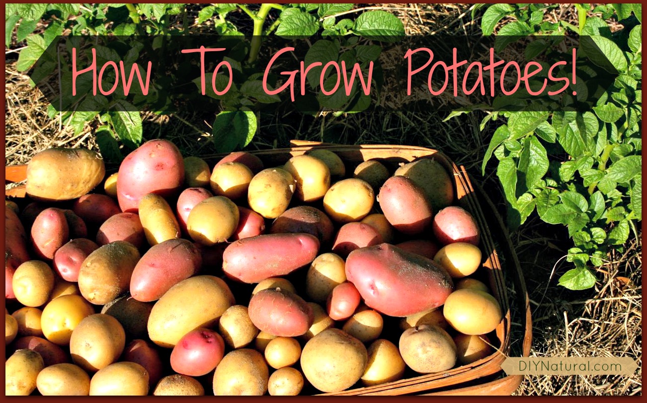 potatoes grow growing harvest easy diynatural fun garden potato eye plant gardening planting too so rap gotten bad much learn