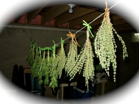 Hanging herbs drying