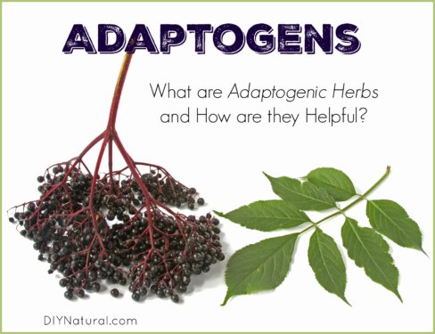 Adaptogens and Adaptogenic Herbs