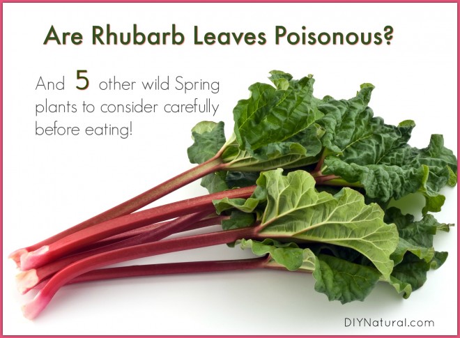 Are Rhubarb Leaves Poisonous