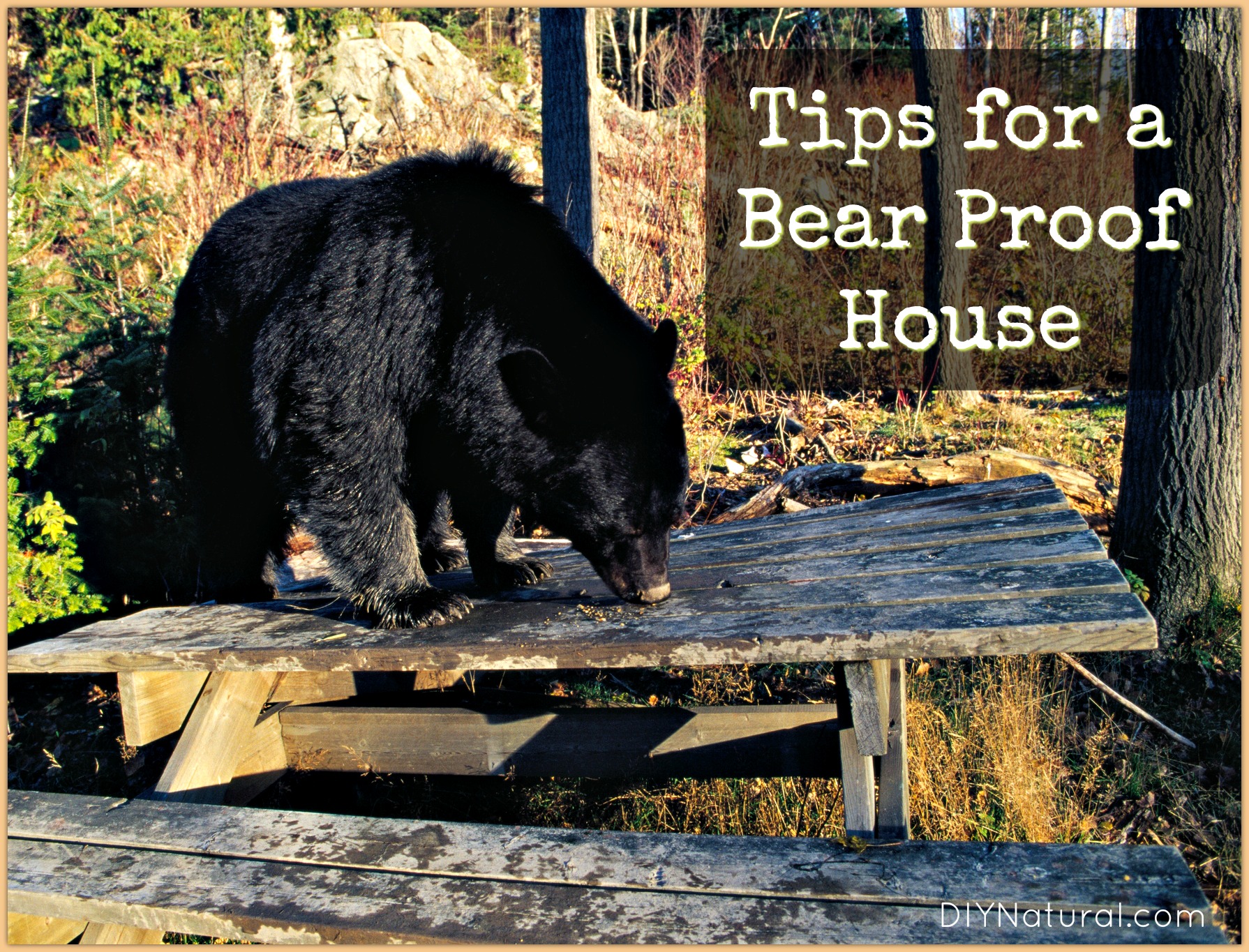 How To Ensure You Have A Bear Proof House Naturally