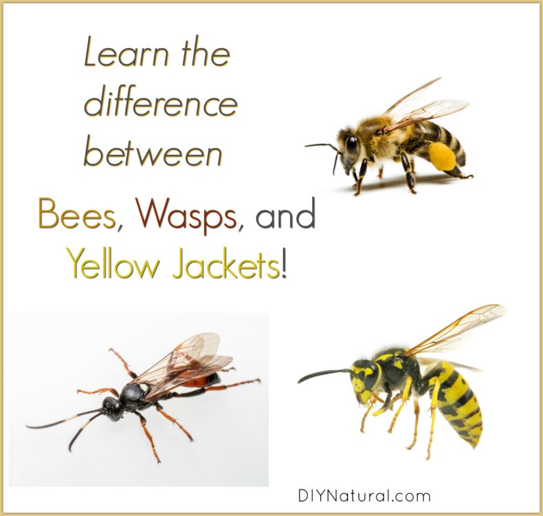 Bees Wasps and Yellow Jackets