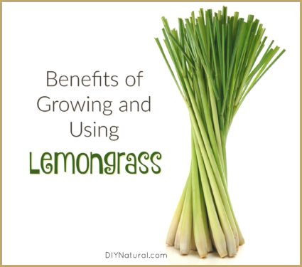 Benefits of Lemongrass Growing