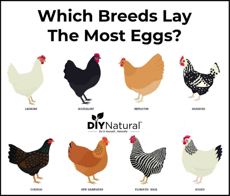 Best Egg Laying Chickens Breeds