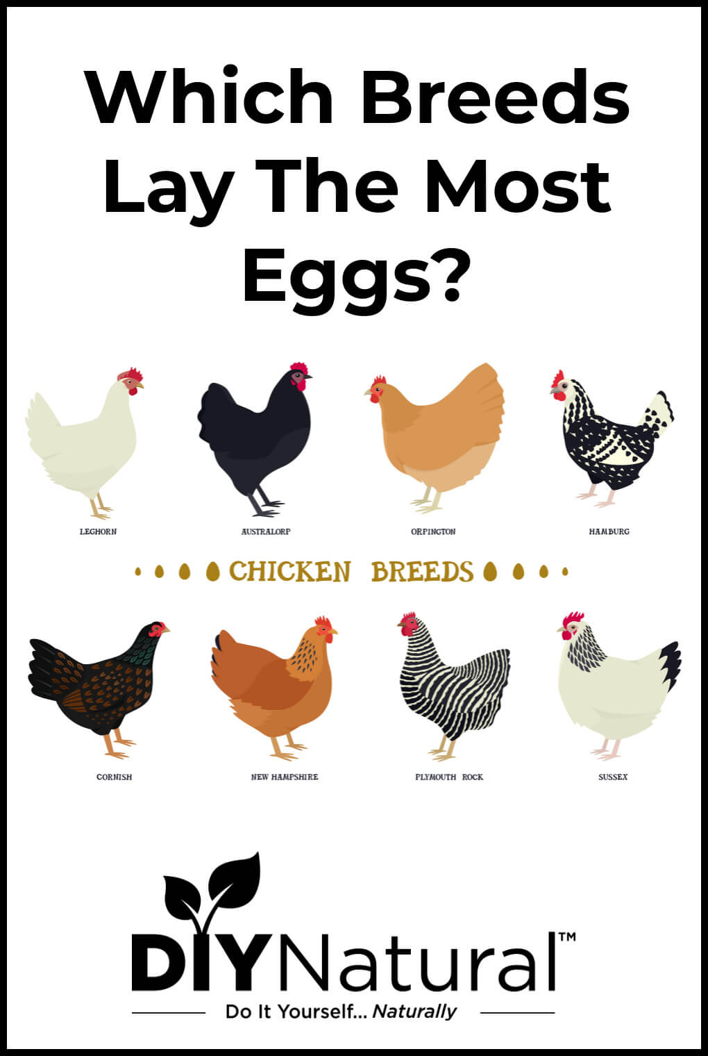 Best Egg Laying Chickens A List of The 15 Best Chicken Breeds for Eggs