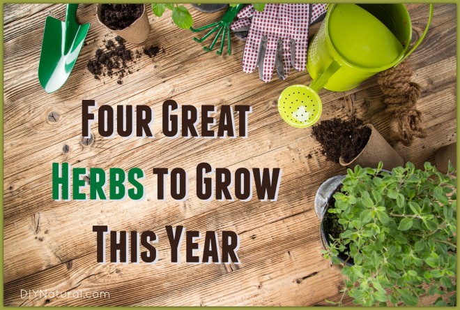Best Herbs to Grow