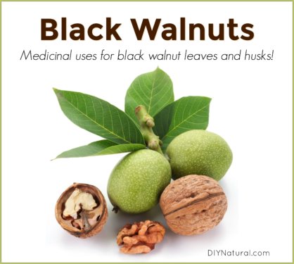 Black Walnut Leaves Medicinal