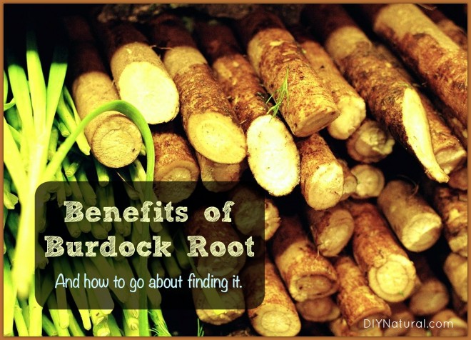 Burdock Root Benefits