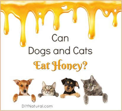 Can Dogs Eat Honey Cats