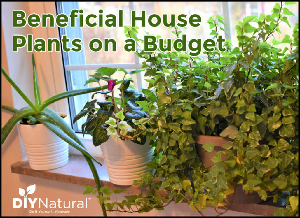 Cheap Indoor House Plants