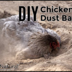 Chicken Dust Bath