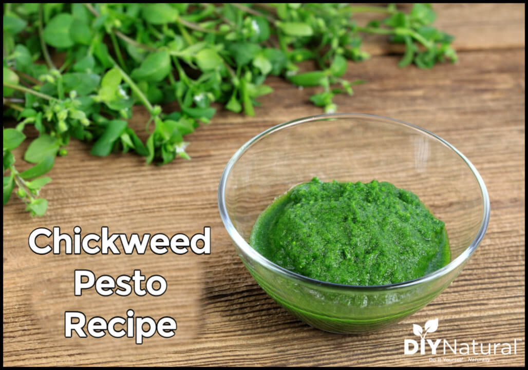 Chickweed Pesto Recipe