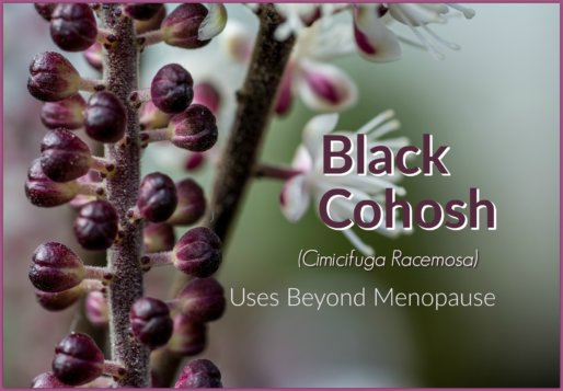 Cimicifuga Racemosa Black Cohosh