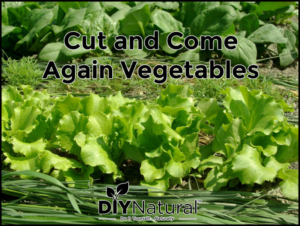 Cut and Come Again Lettuce