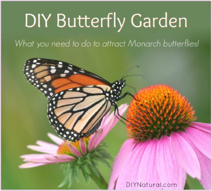 DIY Butterfly Garden Monarch
