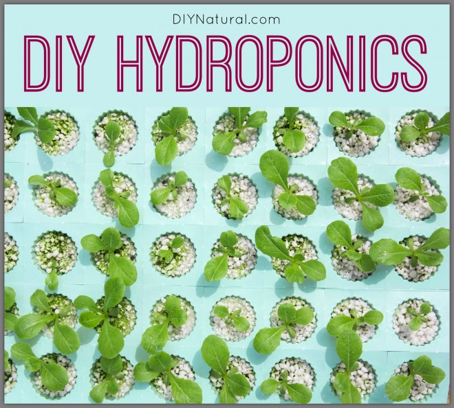 DIY Hydroponics