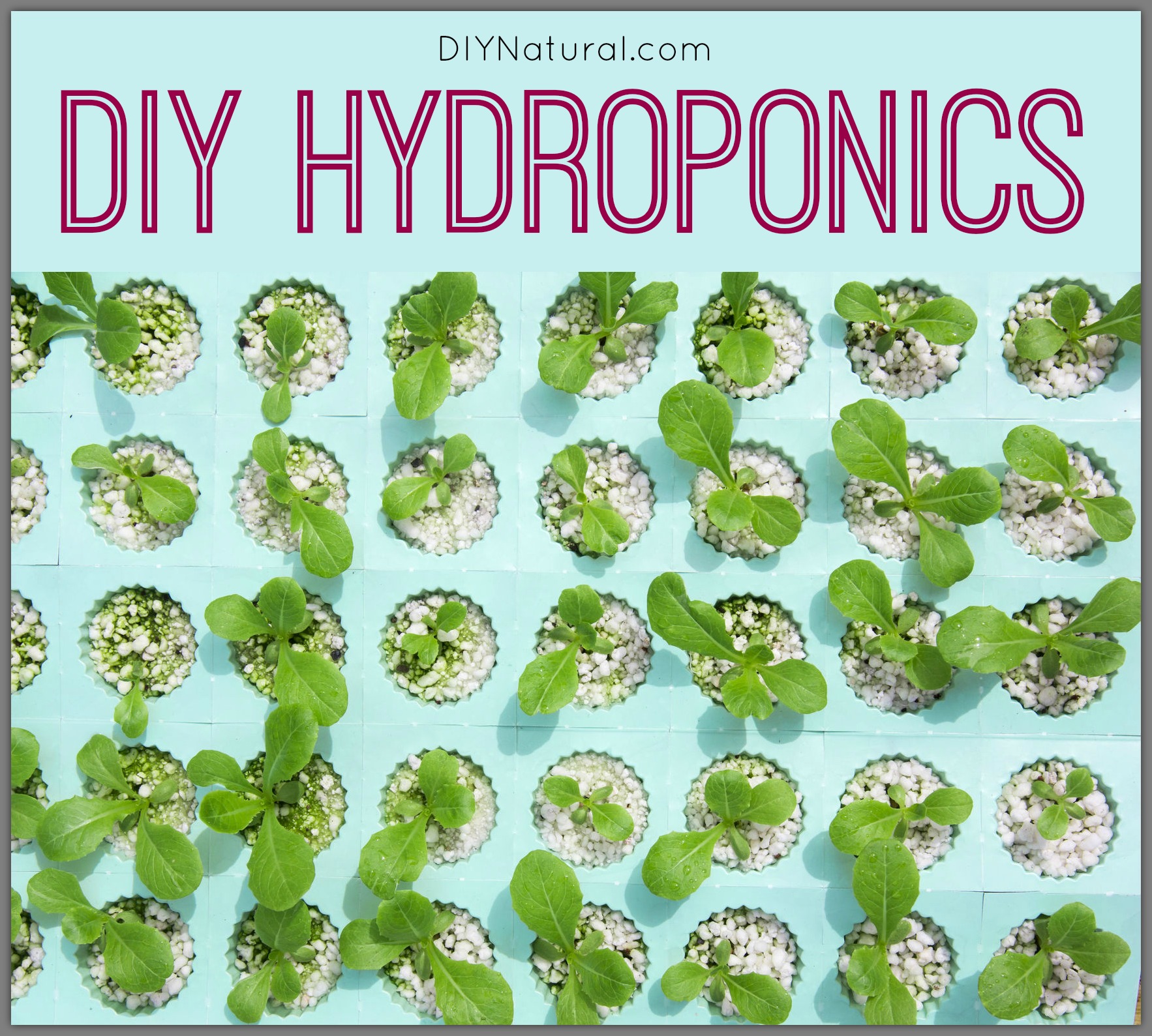 Making A Diy Hydroponics System At Home