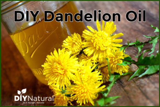 Dandelion Oil
