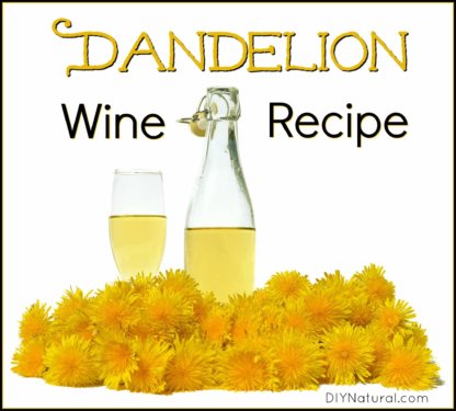 Dandelion Wine Recipe