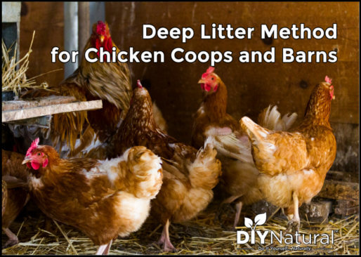 Deep Litter Method Chicken Coop