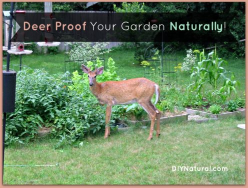 Deer Proof Garden and Yard Naturally