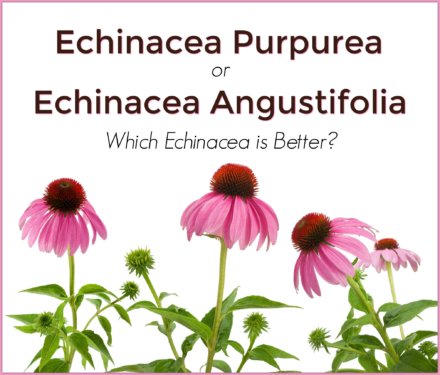 Echinacea Purpurea or Echinacea Angustifolia