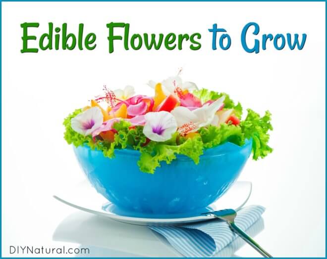 Edible Flowers Grow