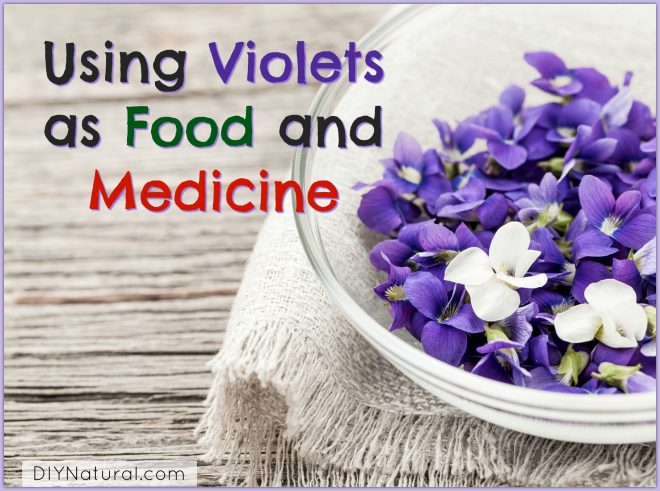 Edible Flowers Viola odorata