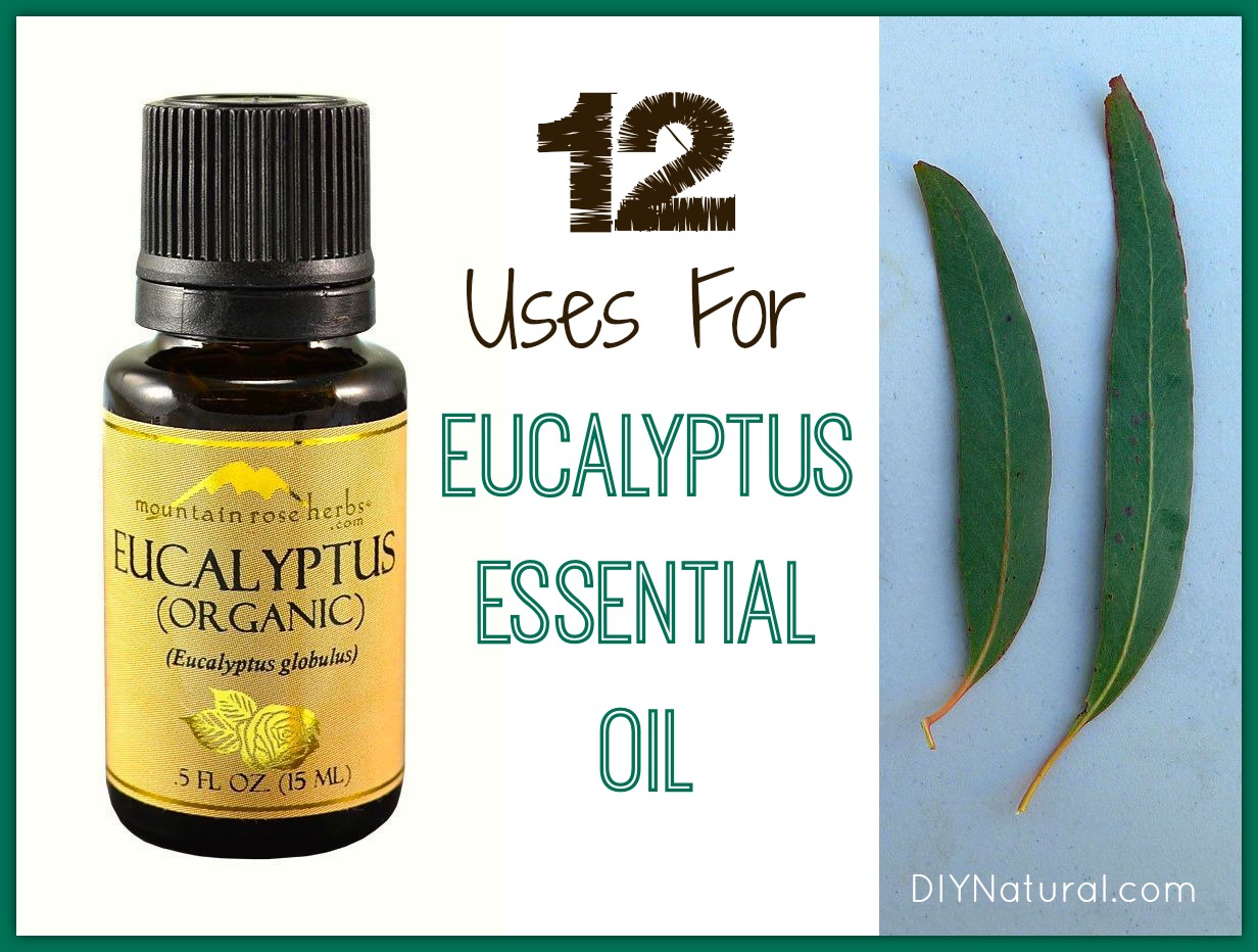 Eucalyptus Oil Uses - A Powerhouse Essential Oil