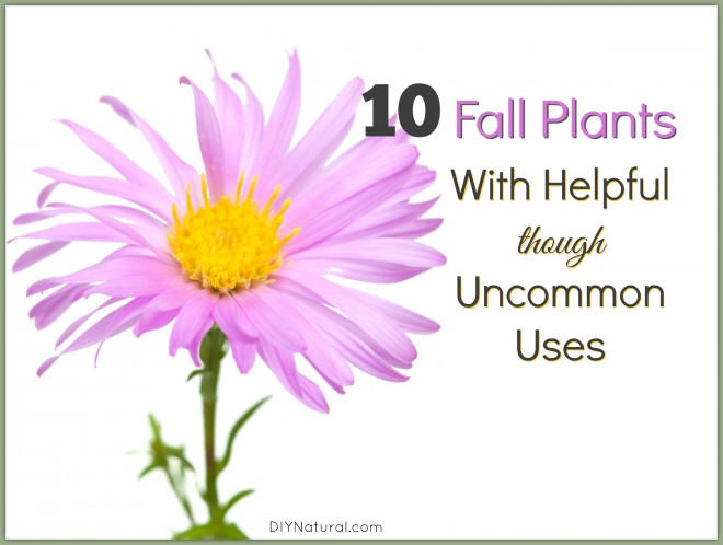 Fall Plants with Helpful Uses