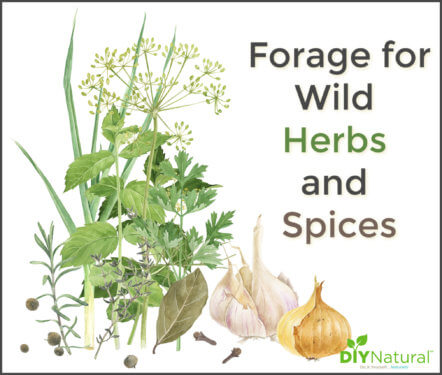 Forage for Wild Herbs and Spices