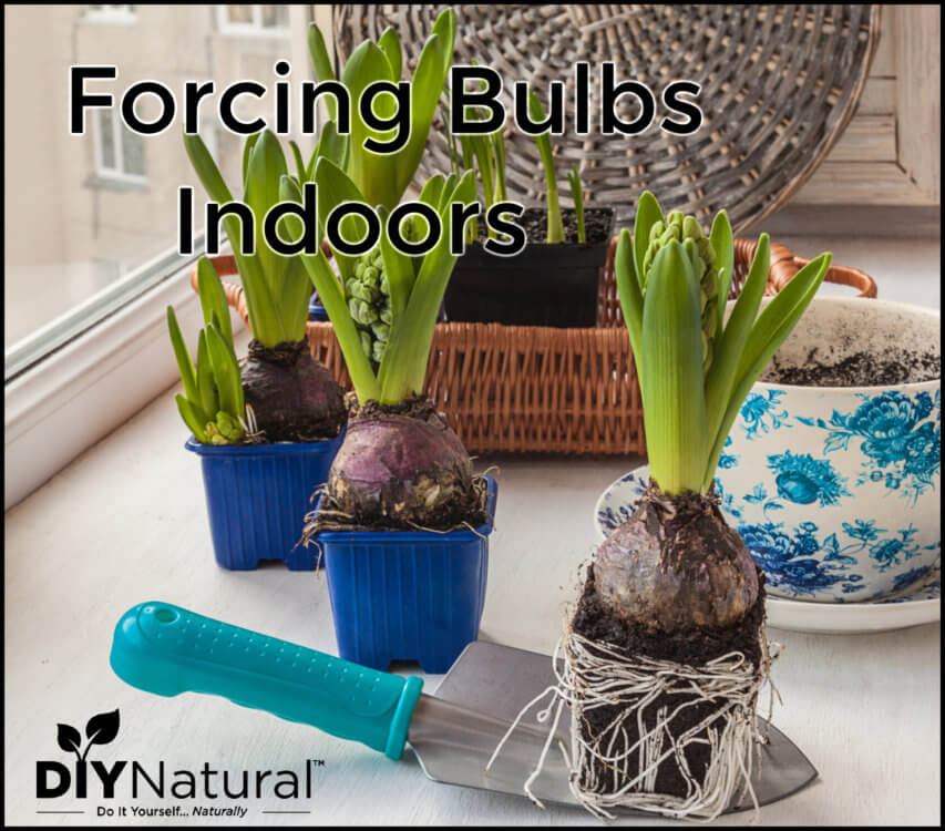 Forcing Bulbs Indoors