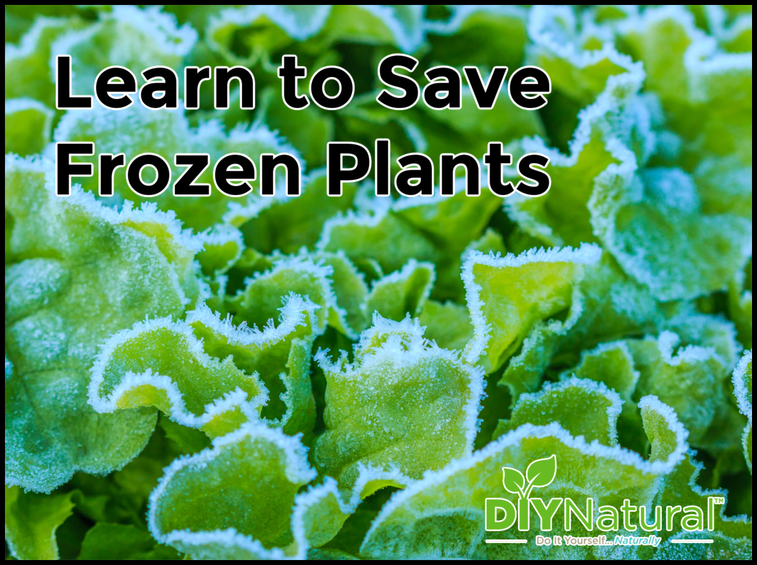 Frozen Plants 6 Ways To Help Save Plants That Have Been