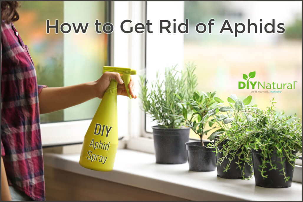 Get Rid of Aphids Homemade Spray