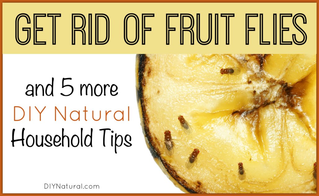 Get Rid of Fruit Flies and 5 More DIY Natural Home Solutions