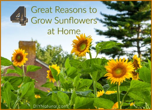 Grow Sunflower