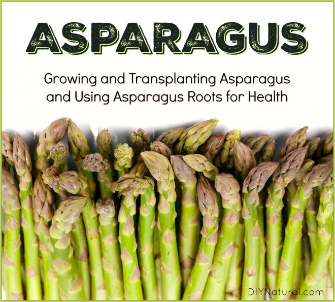 Growing Asparagus Roots