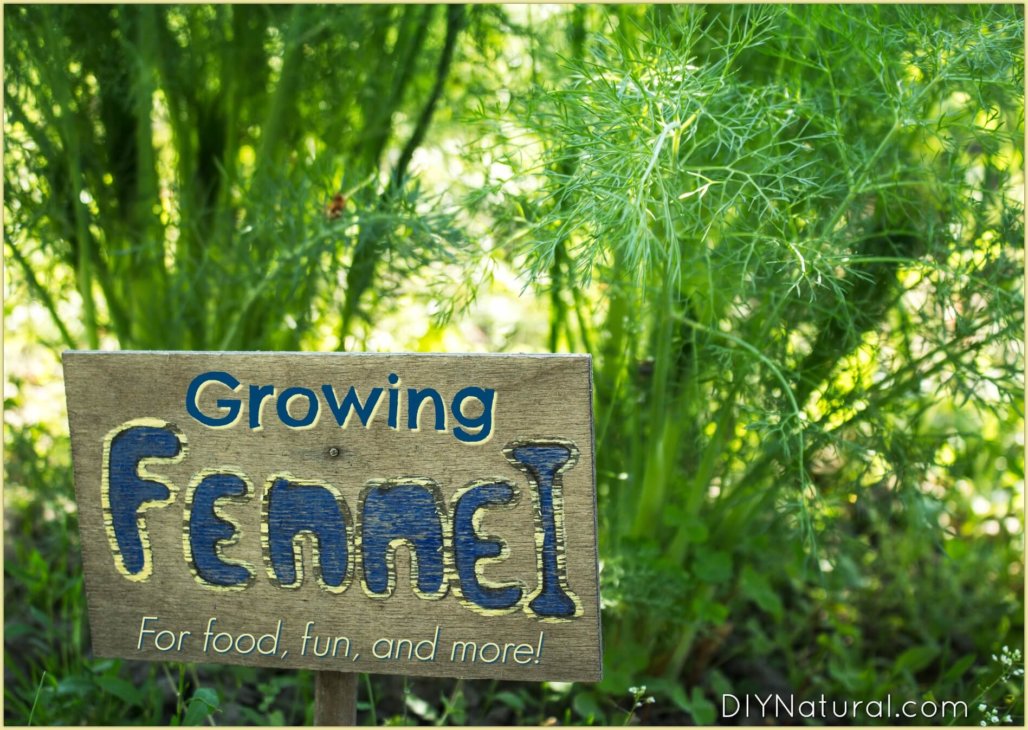 Growing Fennel
