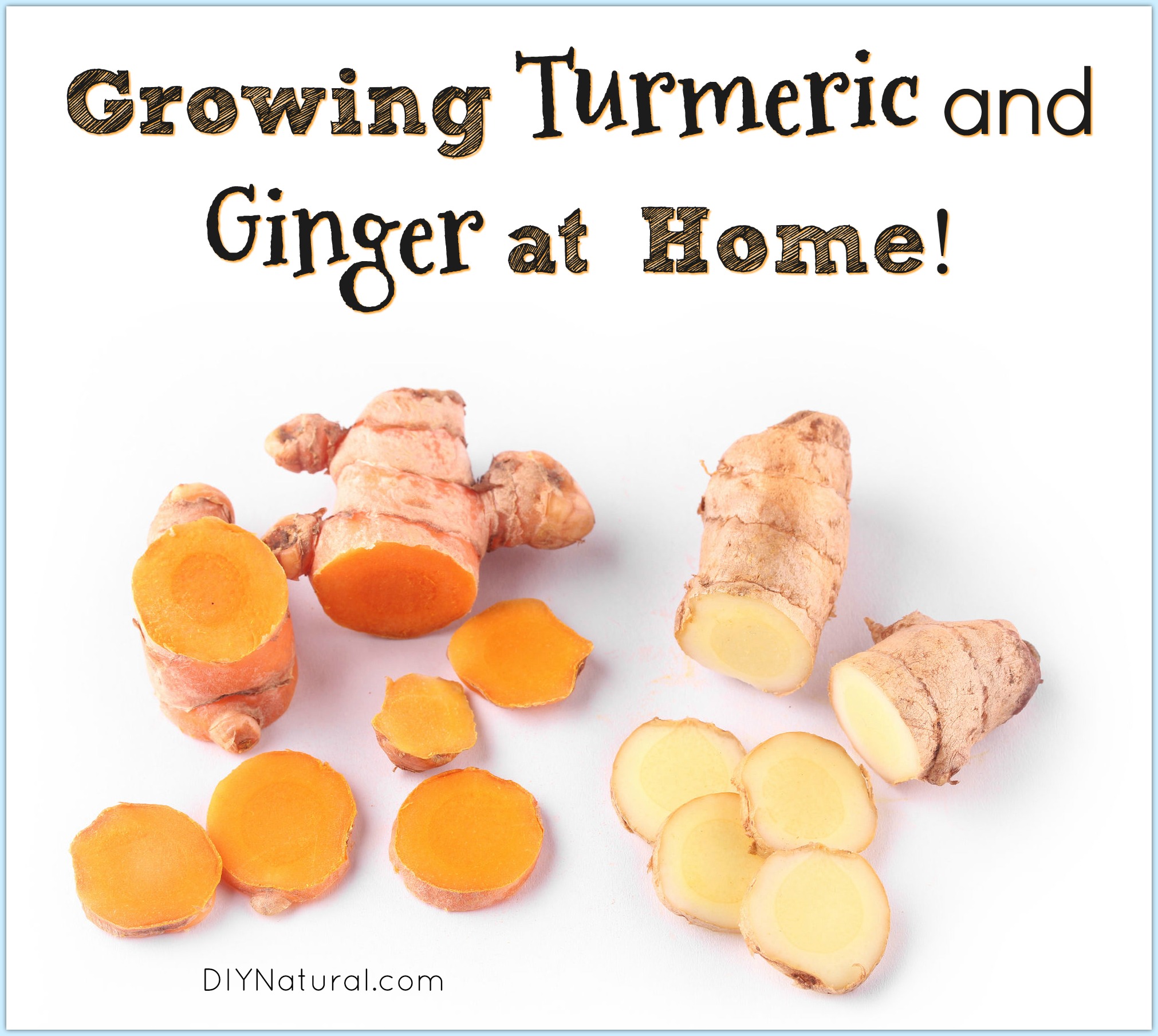 Growing Ginger Growing Turmeric
