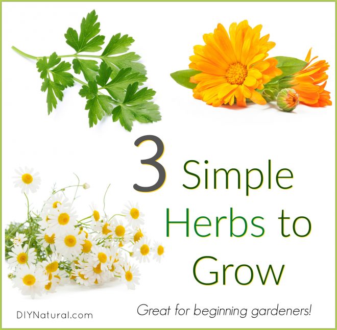 Growing Parsley Easy Herbs to Grow