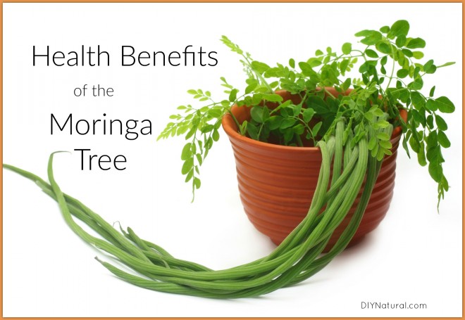 Health Benefits of Moringa