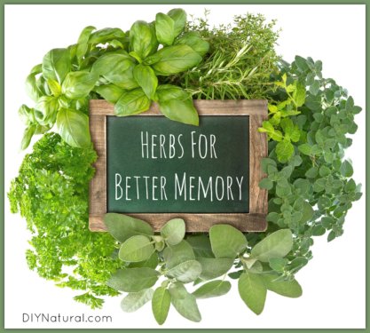 Herbs For Memory