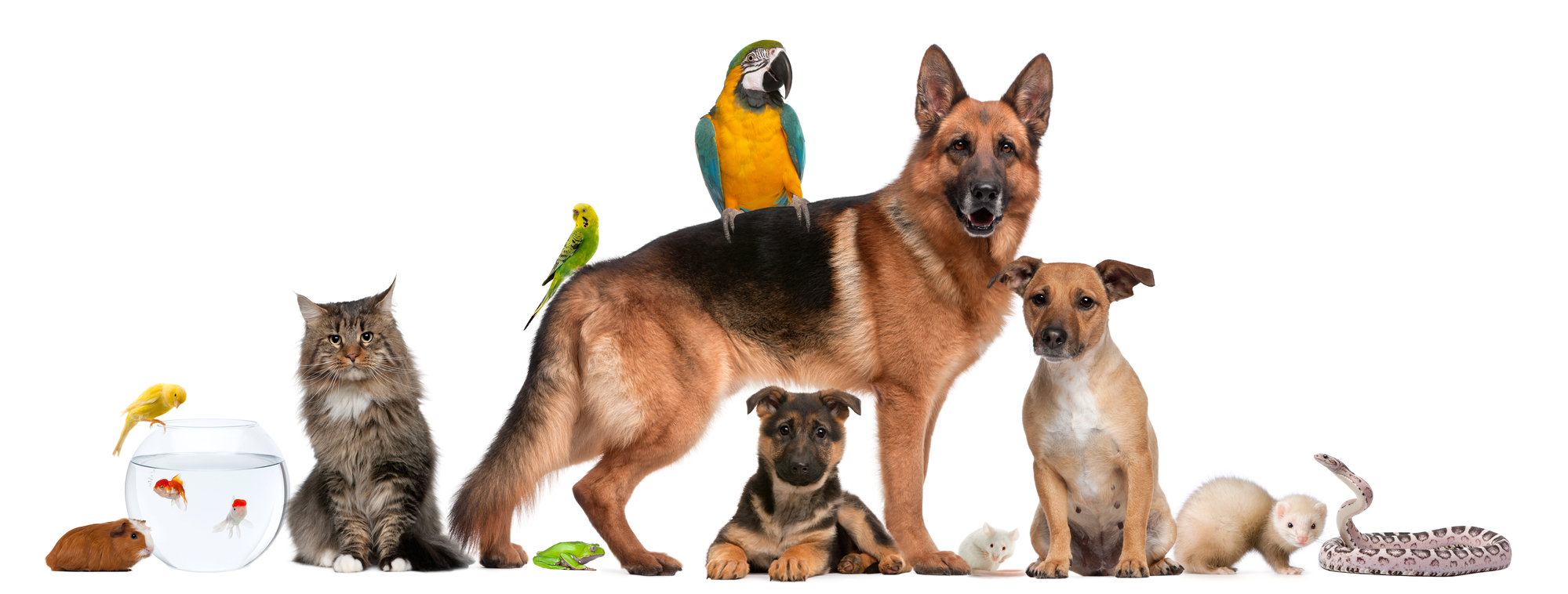 Natural Pet Care Articles hero
