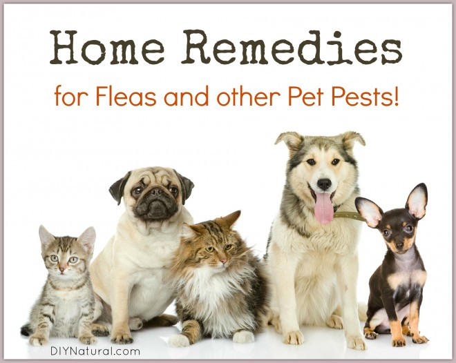Home Remedies for Fleas