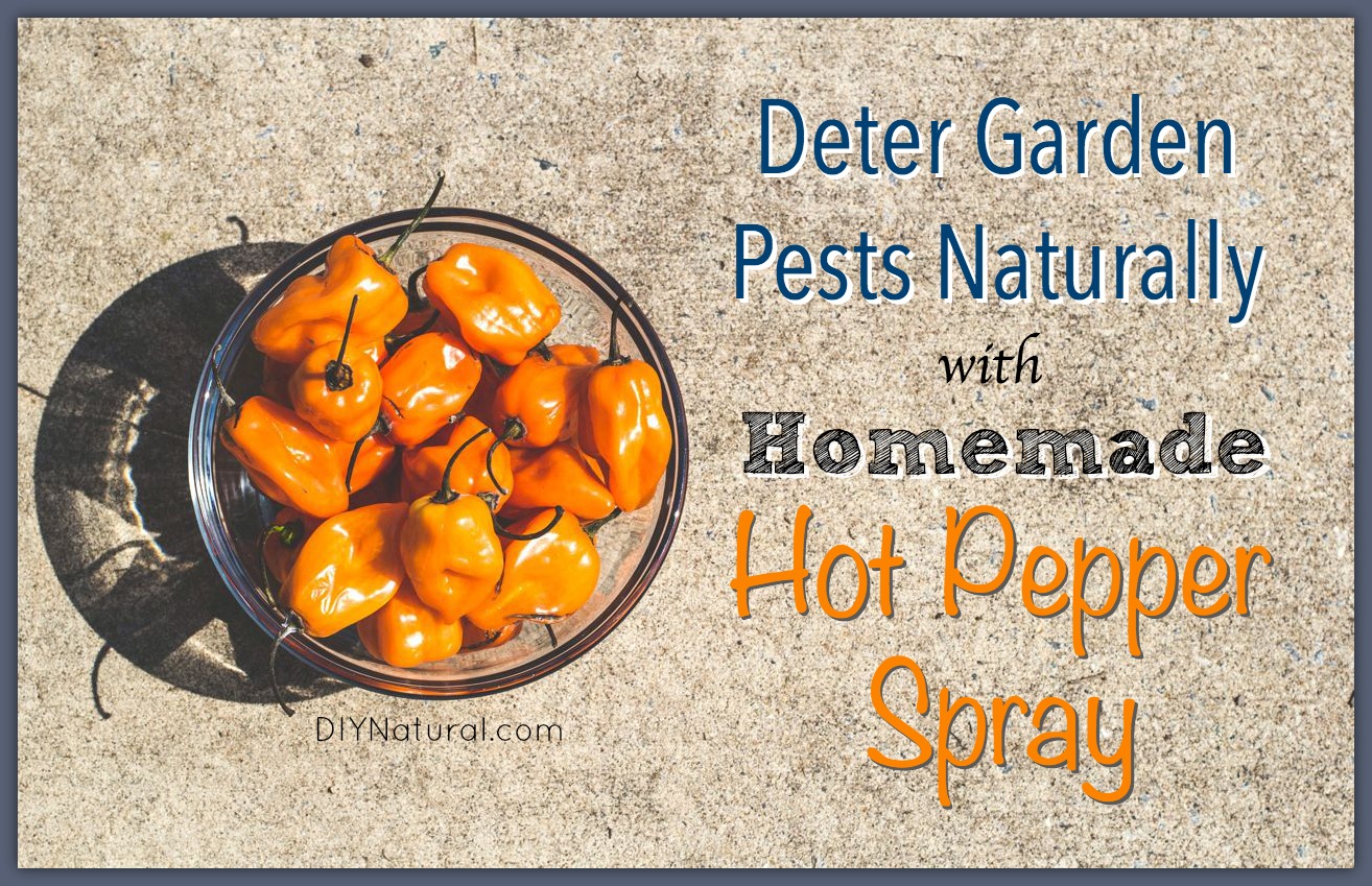 Homemade Garden Bug Spray Natural Hot Pepper Solution