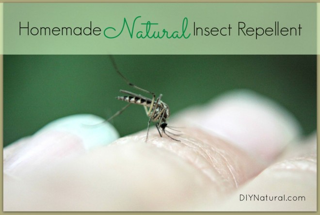 Homemade Insect Repellent