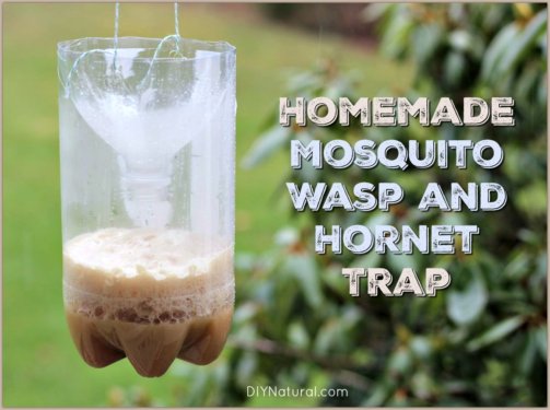 Homemade Mosquito Trap
