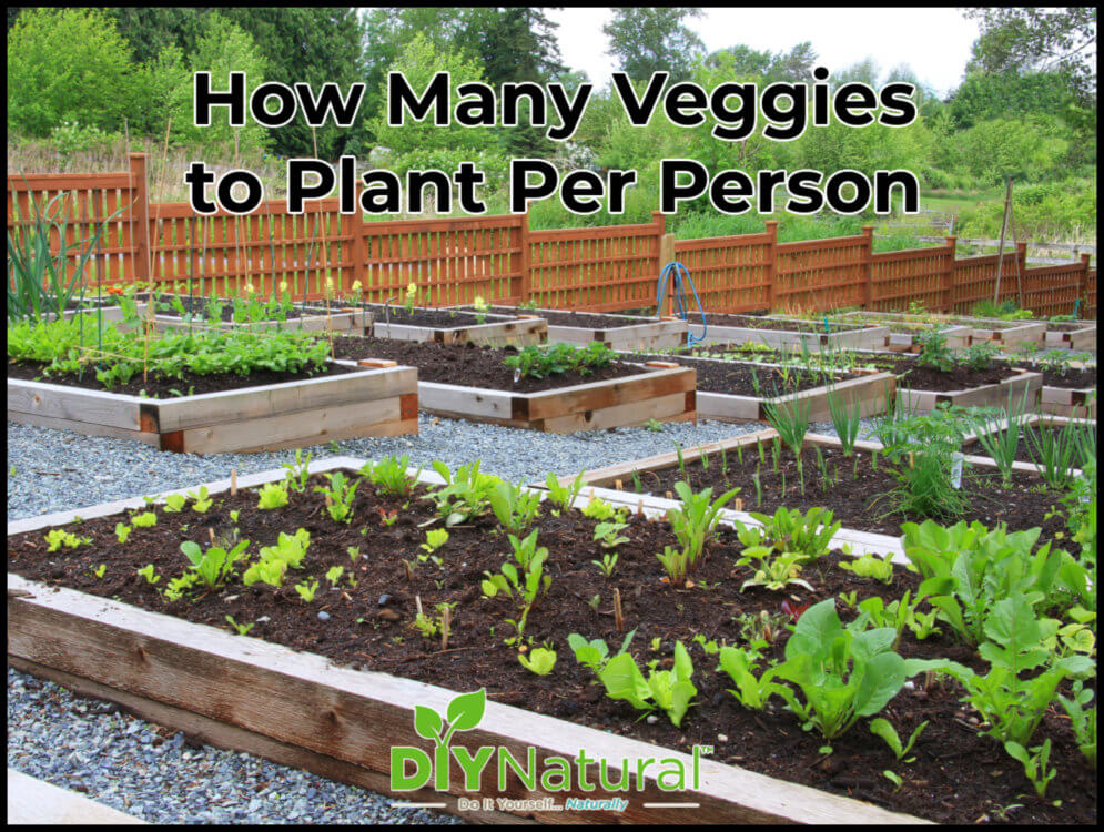 How Many Vegetables to Plant Per Person